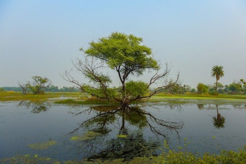 Keoladeo National Park-3